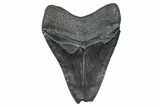 Bargain, Fossil Megalodon Tooth - South Carolina #371765-2